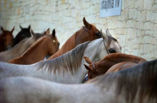 Arabian Horse Horses Line Equine Show Breeding