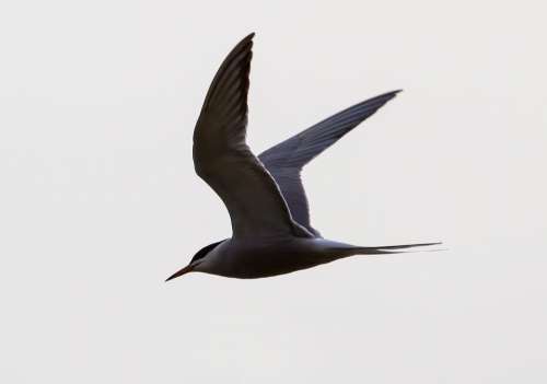Arctic Turn Flight Silhouette Sea Bird Flying Tern