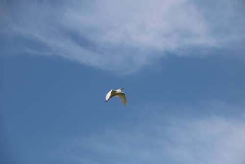 Ardea Alba Bird Water Lake Egret Heron Fauna