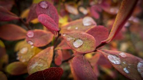 Autumn Blueberry Plant Nature Drop Macro