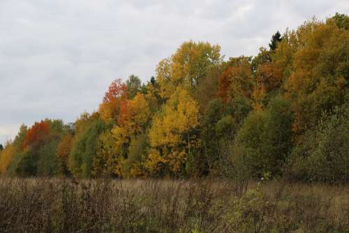 Autumn Forest Nature Trees Landscape Leaves Mood