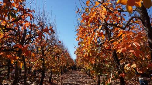 Autumn Fruit Trees Orchard