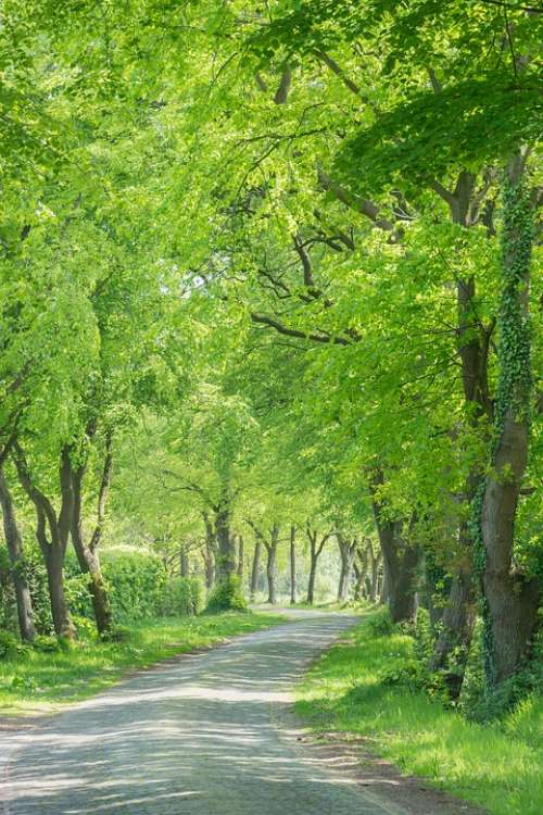 Avenue Road Cobblestones Trees Nature Away Mood