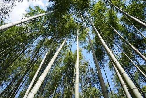 Bamboo Japan Forest Green Zen Sky