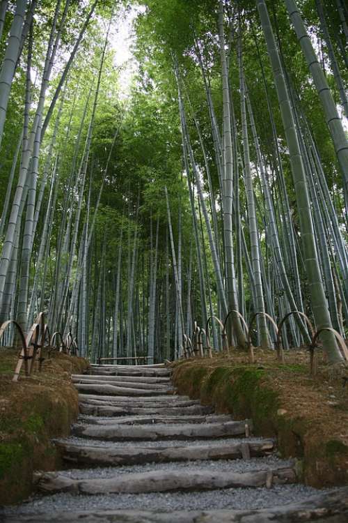 Bamboo Garden Japan Green Nature Asia Japanese