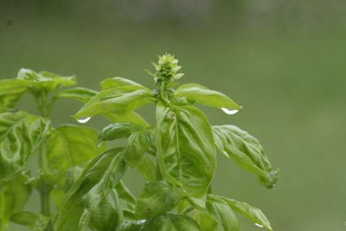 Basil Plant Green Herb Herbs Fresh Grow Pesto