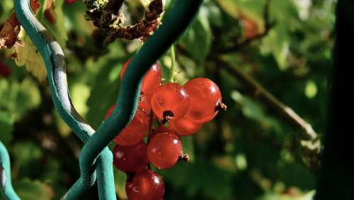 Bay Fruit Berries Vitamins Costs Health Power