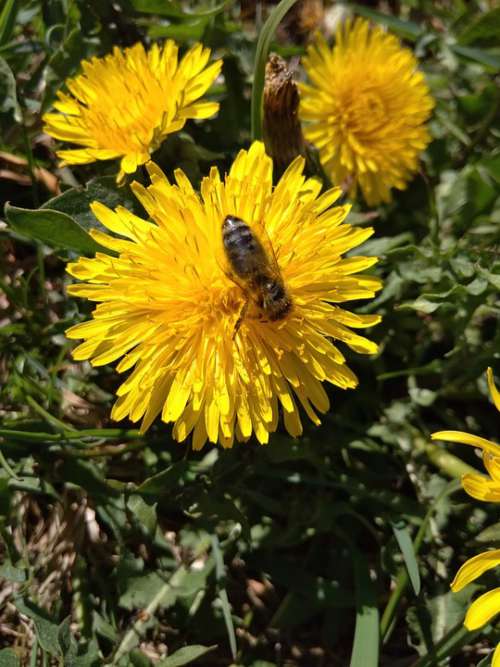 Bee Dandelion Kuhblume Spring Sprinkle Nature