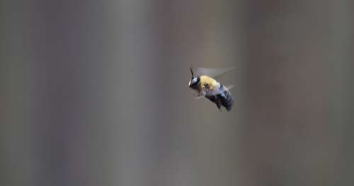 Bee Borer Bee Carpenter Bee Flying Insect