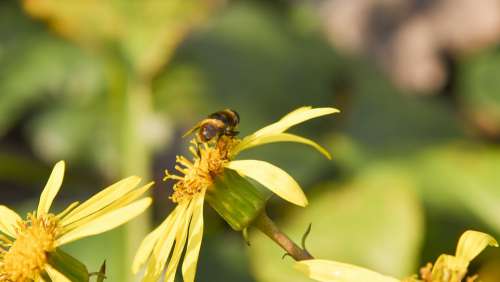 Bee Animal Flowers Macro Plant Flight