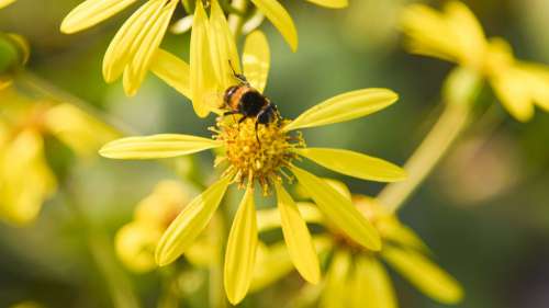 Bee Animal Flowers Macro The Scenery Plant Flight