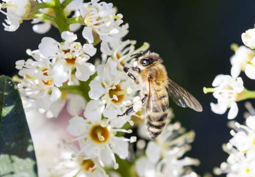 Bee Insect Flower Nectar Macro Garden White