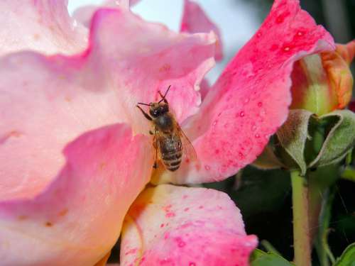 Bee Rose Nature Nectar Close Up Pink