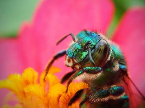 Bee Macro Pollen Flower Pollination Plant Insects