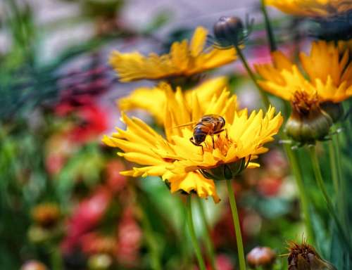 Bee Nectar Garden Honey