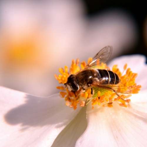 Bee Blossom Bloom Pollen Yellow Nature Spring