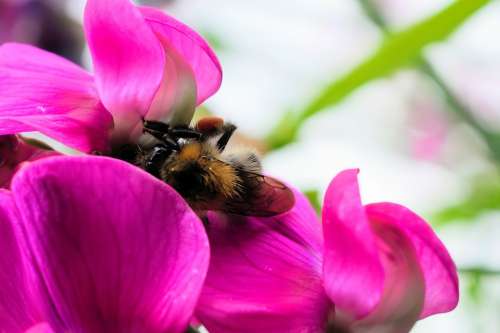 Bee Macro Flower Insect Pollen Blossom Bloom