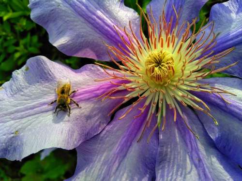 Bee Blossom Bloom Macro