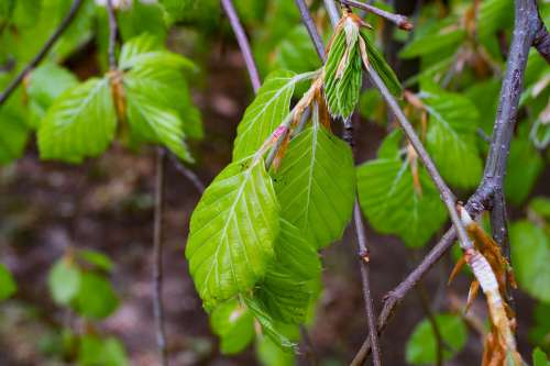 Beech Fagus Tree Foliage Branch Forest Clear