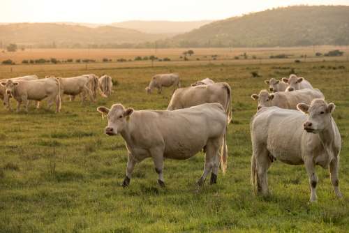 Beef Pasture Agriculture Animal Meadow Ruminants