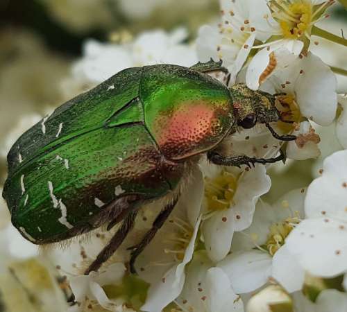 Beetle Blossom Bloom Nature Garden Krabbeltier