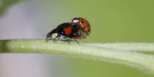 Beetle Pairing Insect Ladybug Macro Close Up