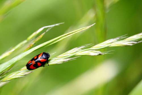 Beetle Grass Black Red Meadow Insect Small