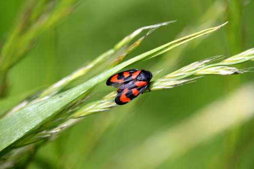 Beetle Grass Black Red Meadow Insect Small