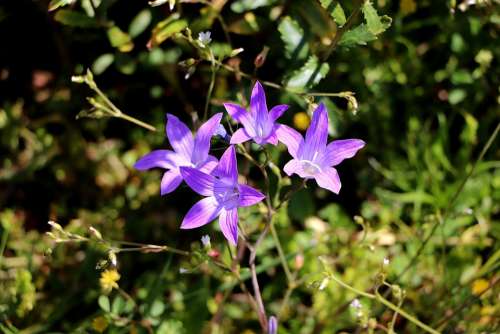 Bellflower Blossom Bloom Violet Pointed Flower