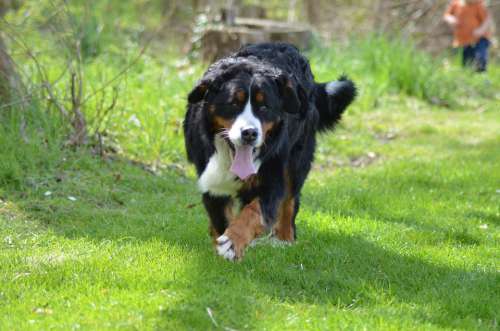 Bernese Mountain Dog Dog Nature Animals Mammals