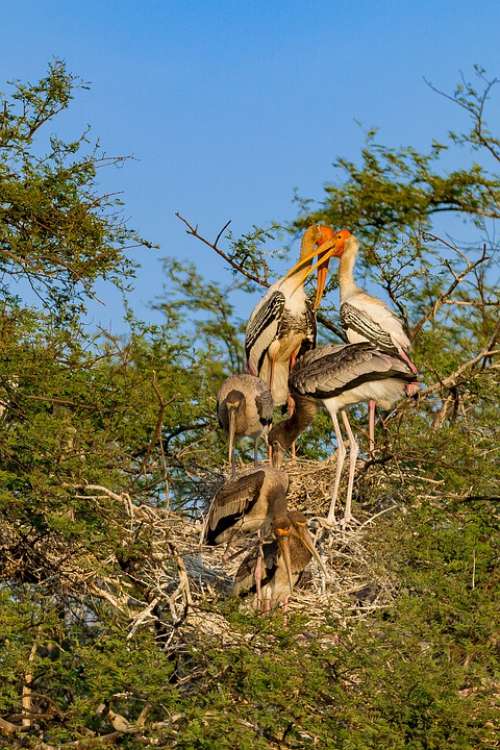 Bharatpur Birds Sanctuary Wildlife Nature Water