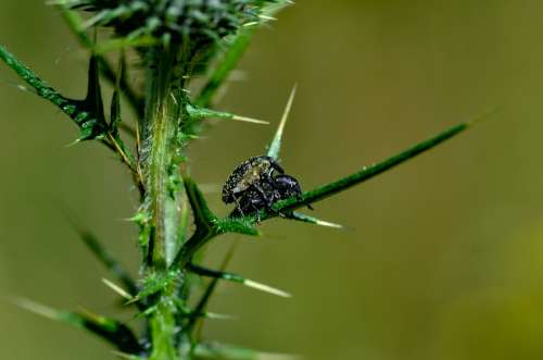 Big Weevil Nature Insect Pair Beetle Animal