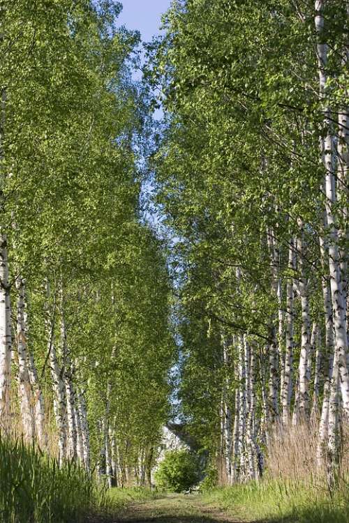 Birch Tree Landscape Forest Wood Nature Colors