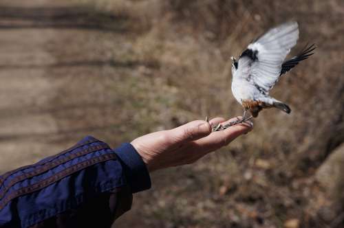 Bird Bird Feeding Feeding Nature Wildlife Wings