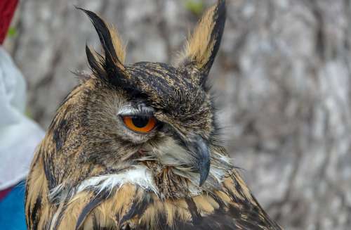 Bird Eagle Owl Wild Bird Animals Raptor