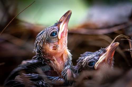 Bird Chick Animal Cute Young Feather Nature