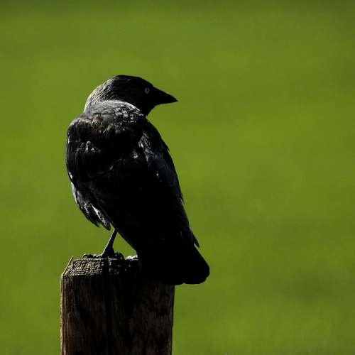 Bird Jackdaw Black Raven Bird Sit Animal Portrait