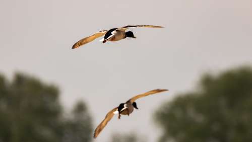 Bird Flying Ducks Nature