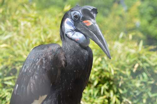 Bird Beak Black Wings Feathers Eyes Perched