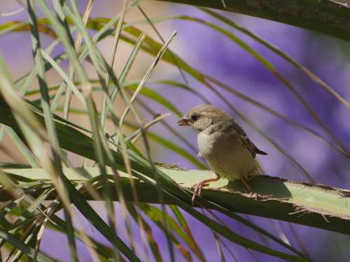 Bird Songbird Migratory Bird Egypt Palm Close Up