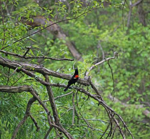 Bird Botanical Garden Nyc Swamp Black Red Nature