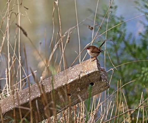 Bird Wren Post Grass Wildlife Field Nature