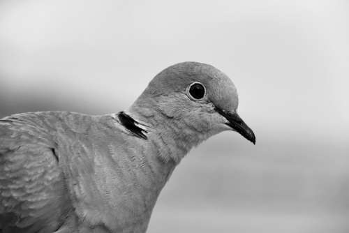 Bird Collared Dove Dove Animal Garden Fauna