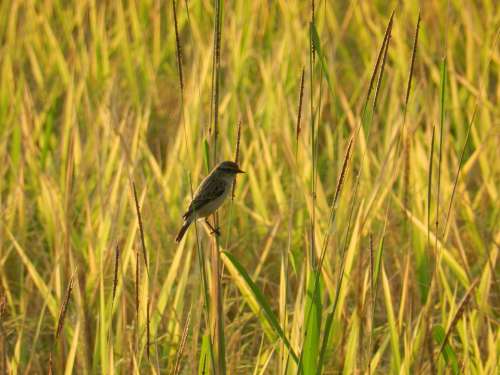 Bird Wildlife India Nature Sunset Farm Rice