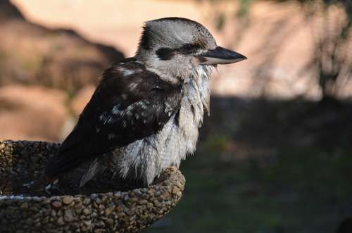 Bird Kookaburra Australia