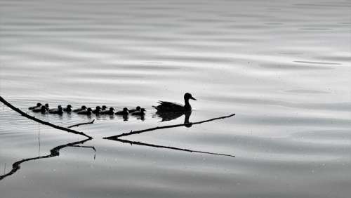 Birds Nature Ducks Animal Branch Lake Swim Water