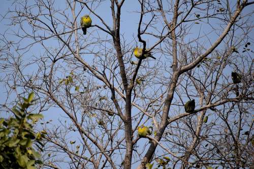 Birds Sitting Tree Branches Nature Animal Branch