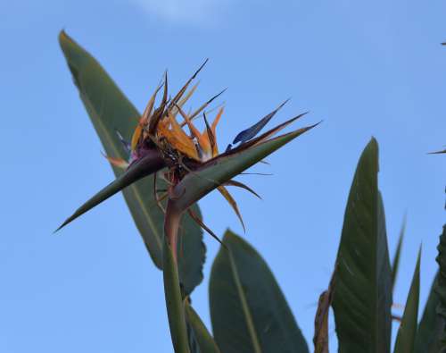 Birds Of Paradise Flower Wild Exotic Natural