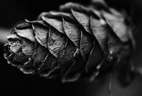 Black And White Pine Cone Nature White Black