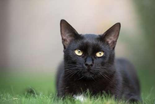 Black Cat Kitten Cat Black Feline Pet